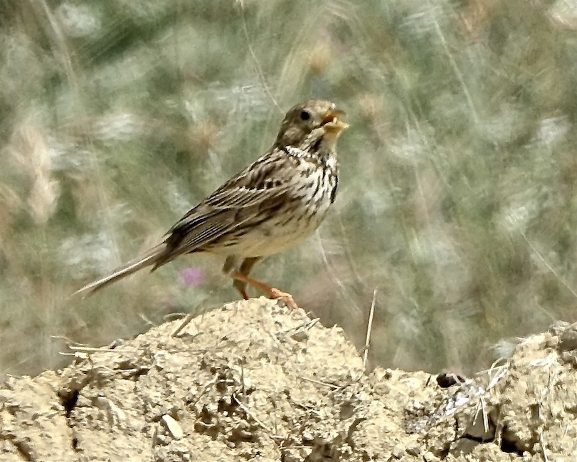 corn bunting